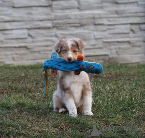 Photo №2 to announcement № 165327 for the sale of australian shepherd - buy in Austria breeder