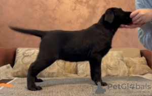 Photo №4. I will sell labrador retriever in the city of Belgrade.  - price - negotiated