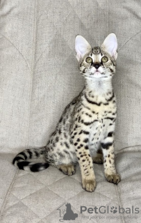 Photo №2 to announcement № 26055 for the sale of savannah cat - buy in Russian Federation from nursery