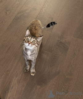 Photo №3. Charming Weasel. Belarus