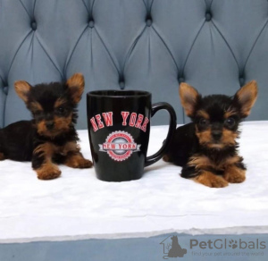 Photo №1. yorkshire terrier - for sale in the city of Paris | negotiated | Announcement № 31987