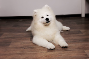 Photo №2 to announcement № 4185 for the sale of samoyed dog - buy in Belarus from nursery, breeder