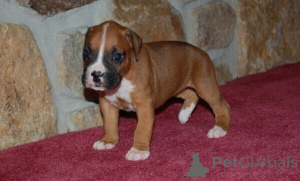 Photo №2 to announcement № 170296 for the sale of boxer - buy in United States 
