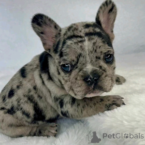Photo №3. French Bulldog puppies for adoption. United States