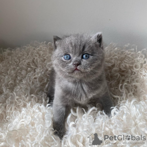 Photo №2 to announcement № 43853 for the sale of british shorthair - buy in United States private announcement