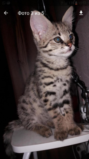 Photo №1. savannah cat - for sale in the city of Moscow | 7532$ | Announcement № 2190