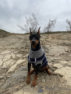 Photo №4. I will sell miniature pinscher in the city of Tbilisi. private announcement - price - 1800$
