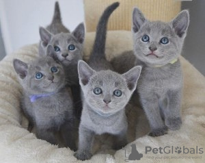 Photo №1. russian blue - for sale in the city of Anderlecht | 402$ | Announcement № 97046