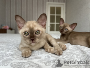 Photo №4. I will sell burmese cat in the city of Stockholm. from nursery - price - 1057$