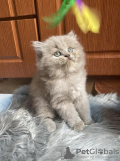 Photo №1. british longhair - for sale in the city of Штутгарт | 317$ | Announcement № 109691