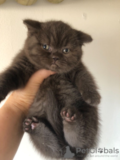 Photo №2 to announcement № 123354 for the sale of british shorthair - buy in Germany breeder