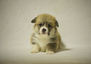 Photo №2 to announcement № 3894 for the sale of welsh corgi - buy in Russian Federation from nursery
