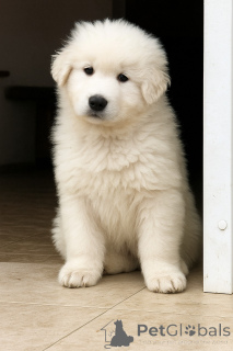 Photo №1.  - for sale in the city of Kiev | negotiated | Announcement № 146698