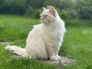 Photo №2 to announcement № 155401 for the sale of ragdoll - buy in Sweden private announcement