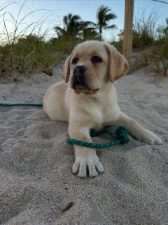 Photo №3. Strong heart, gentle soul.. Finland