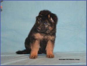 Photo №3. German Shepherd. Russian Federation