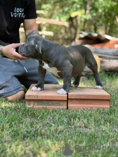 Photo №3. American bully with pocket on sale. Russian Federation