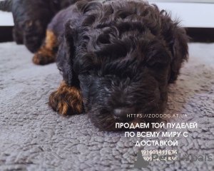 Photo №1. poodle (toy) - for sale in the city of Гамбург | 2325$ | Announcement № 54820