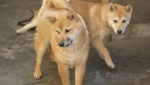 Photo №3. Shiba Inu puppies for sale. Serbia