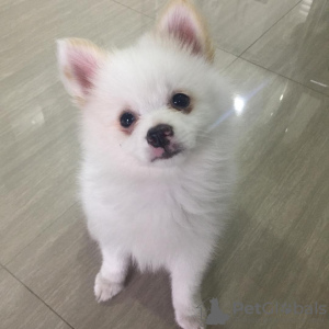 Photo №1. german spitz - for sale in the city of Budapest | 254$ | Announcement № 78817
