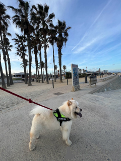 Photo №2 to announcement № 147039 for the sale of chow chow - buy in Spain 