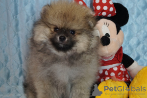 Photo №2 to announcement № 42300 for the sale of pomeranian - buy in Russian Federation breeder