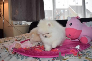 Photo №1. pomeranian - for sale in the city of Bakersfield | 500$ | Announcement № 133639