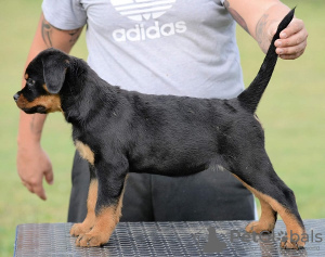 Photo №2 to announcement № 70599 for the sale of rottweiler - buy in Serbia breeder