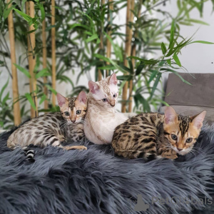 Photo №1. bengal cat - for sale in the city of Sofia | 423$ | Announcement № 107643