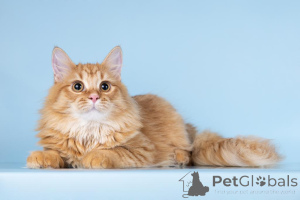 Photo №4. I will sell  in the city of Khimki. from the shelter - price - Is free