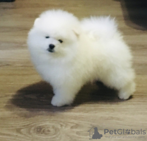 Photo №1. pomeranian - for sale in the city of Yaroslavl | 679$ | Announcement № 8326