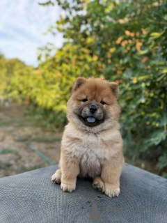 Photo №3. Chow Chow puppies. Serbia