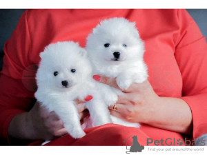 Photo №1. pomeranian - for sale in the city of Berlin | Is free | Announcement № 126994