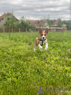 Additional photos: Basenji puppies for sale