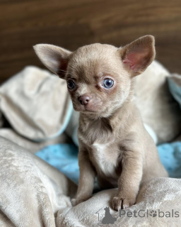 Photo №2 to announcement № 168257 for the sale of chihuahua - buy in Denmark private announcement