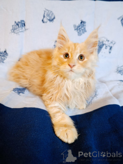 Additional photos: A chic kitten boy