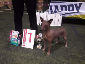 Photo №4. I will sell american hairless terrier in the city of Rezekne. breeder - price - Is free