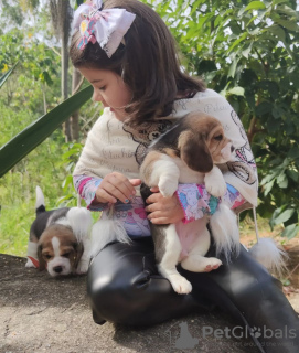 Photo №3. beagle puppies. Germany