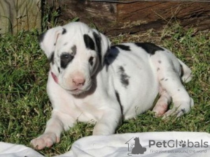 Photo №1. great dane - for sale in the city of Brno | Is free | Announcement № 124146