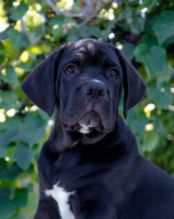 Additional photos: Cane Corso - Boy