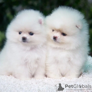 Photo №4. I will sell pomeranian in the city of Essen. private announcement - price - 280$