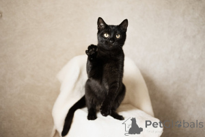 Photo №4. I will sell  in the city of Minsk.  - price - Is free