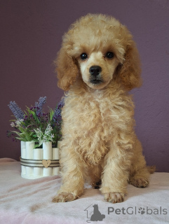 Photo №1. poodle (toy) - for sale in the city of Minsk | 700$ | Announcement № 156649