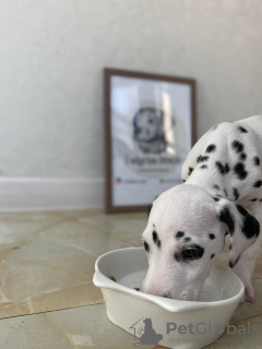 Photo №2 to announcement № 28302 for the sale of dalmatian dog - buy in United Kingdom from nursery, breeder