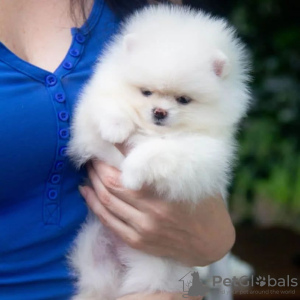 Photo №3. Pomeranian puppies. Germany