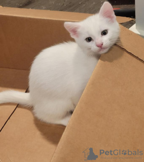 Photo №1. turkish angora - for sale in the city of Berlin | 264$ | Announcement № 123364