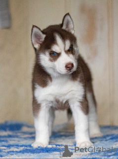 Photo №2 to announcement № 13380 for the sale of siberian husky - buy in Russian Federation breeder