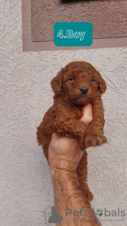 Photo №4. I will sell poodle (toy) in the city of Kula. breeder - price - negotiated