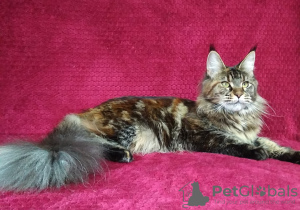 Photo №1. maine coon - for sale in the city of Barnaul | 528$ | Announcement № 43450