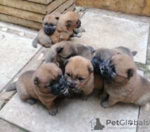 Photo №3. Kauniita puhdasrotuisia chow chow narttuja ja uroksia adoptoitavaksi. Finland